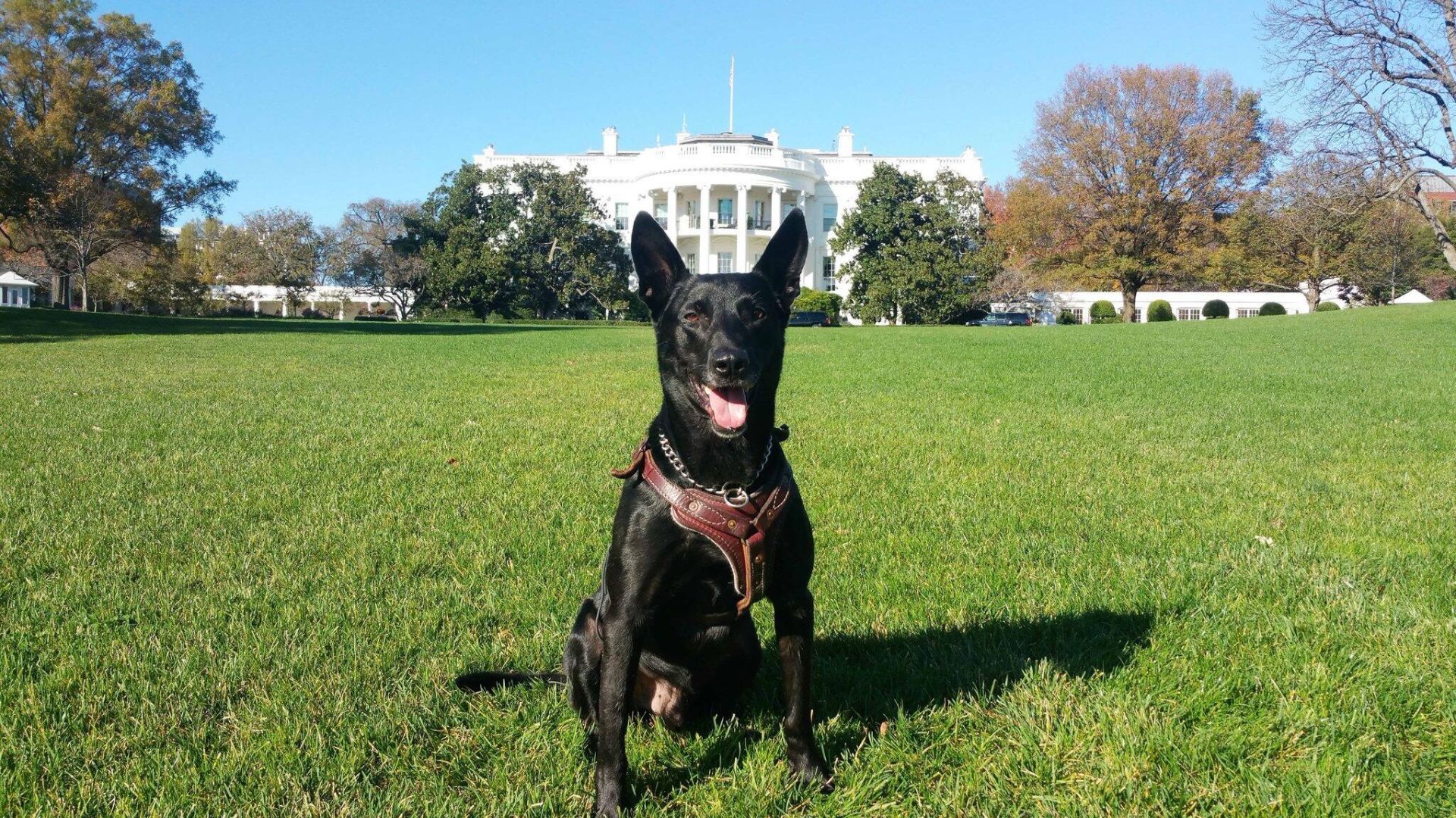 9-25-19 K9 Hurricane in front of the White House.jpg